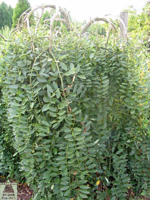 Sophora japonica 'Pendula'